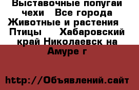 Выставочные попугаи чехи - Все города Животные и растения » Птицы   . Хабаровский край,Николаевск-на-Амуре г.